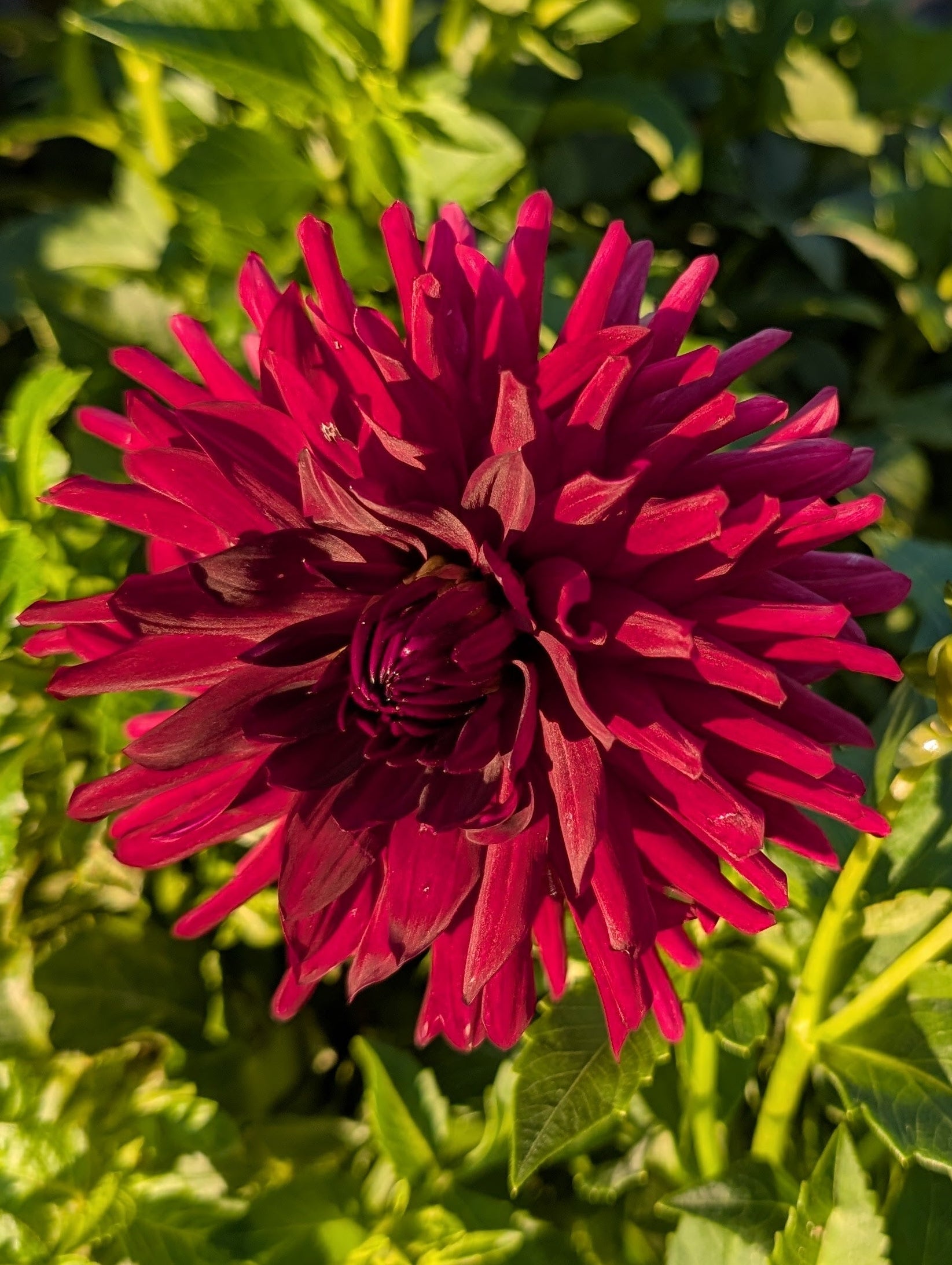 Close-up of a vibrant red flower with green leaves in the background