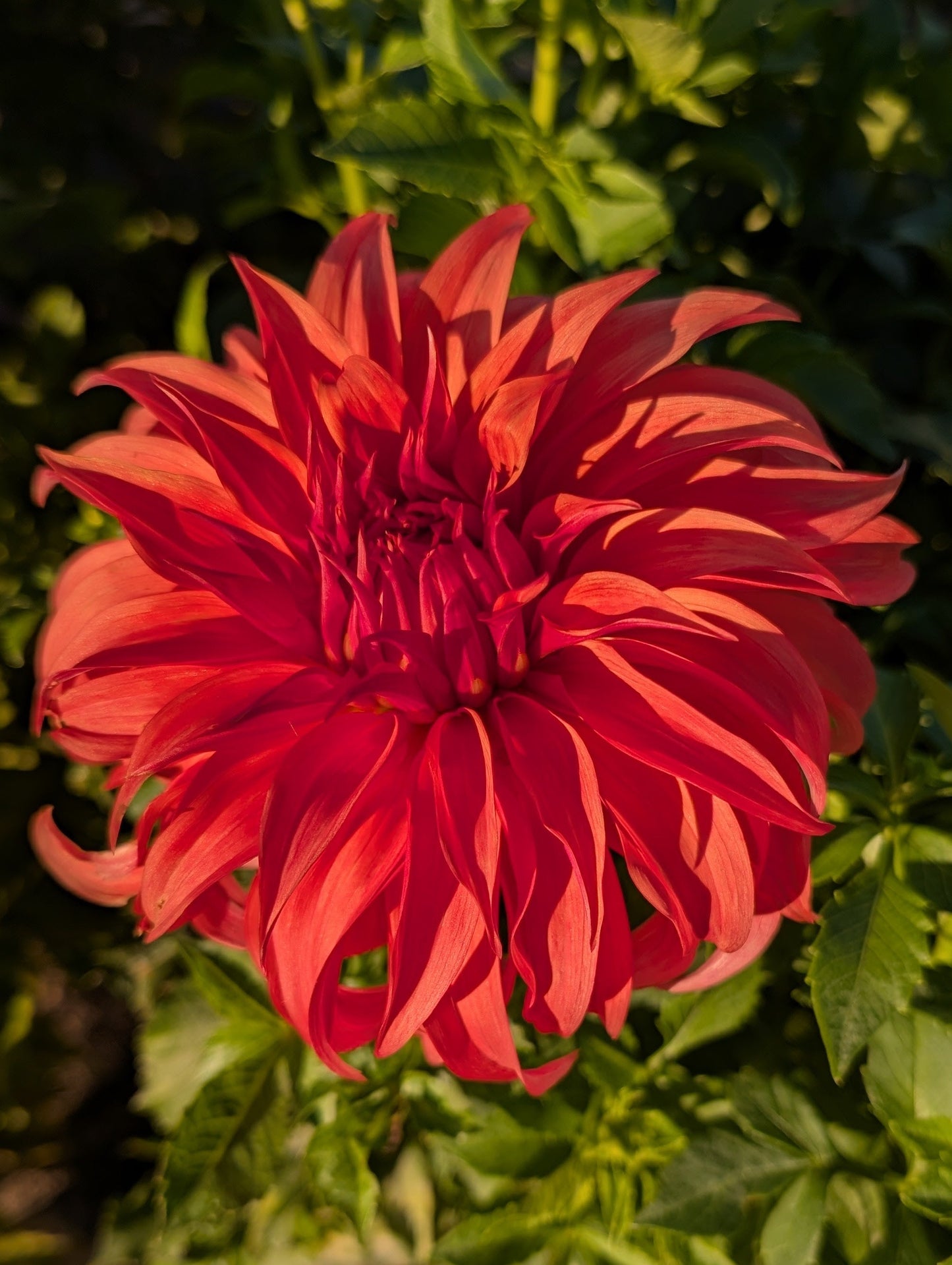 Red dahlia flower in a garden setting with green leaves.