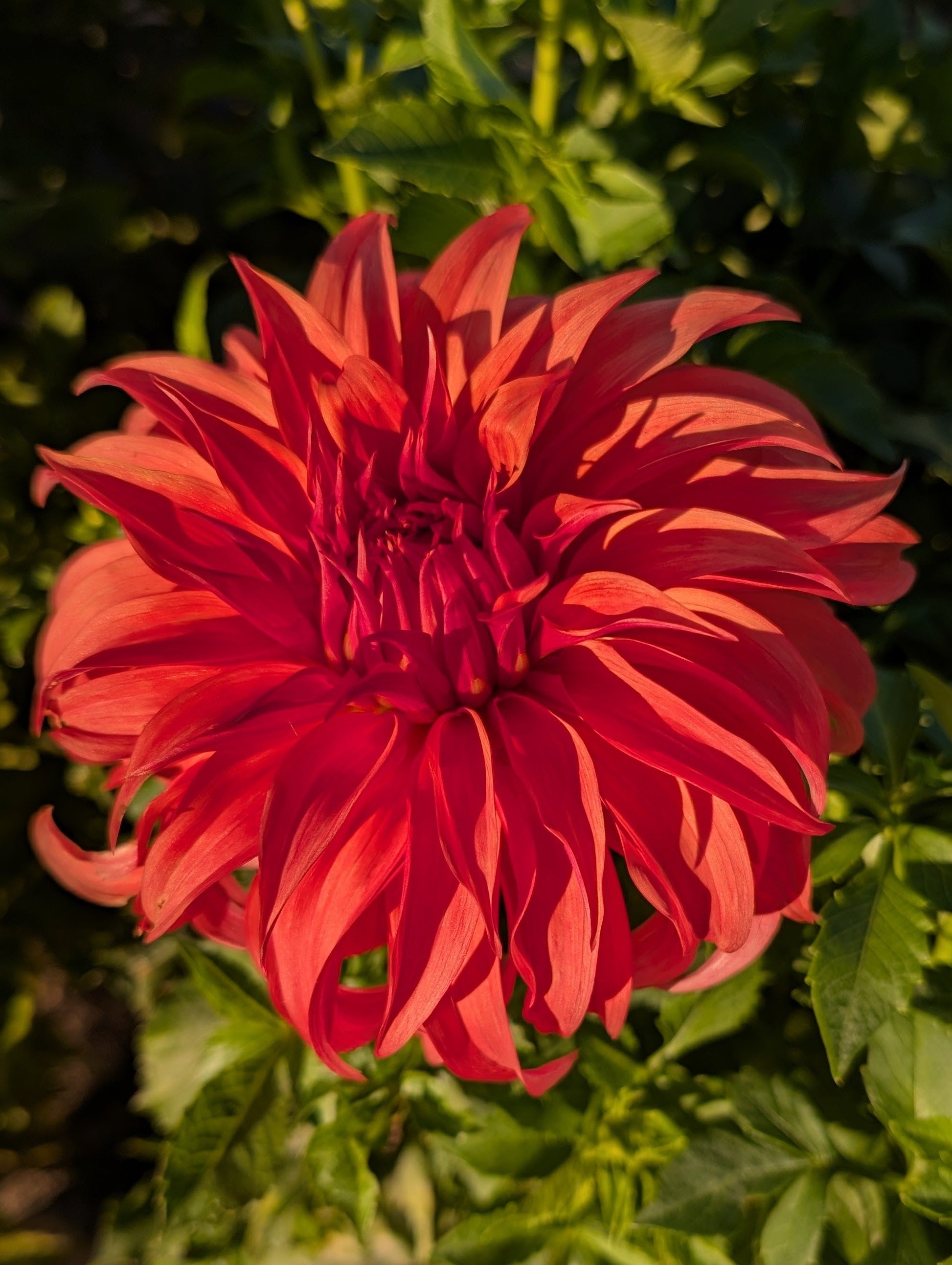 Red dahlia flower in a garden setting with green leaves.