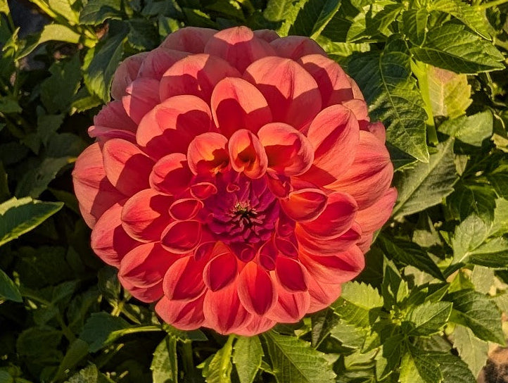 Close-up of a pink flower with green leaves in the background