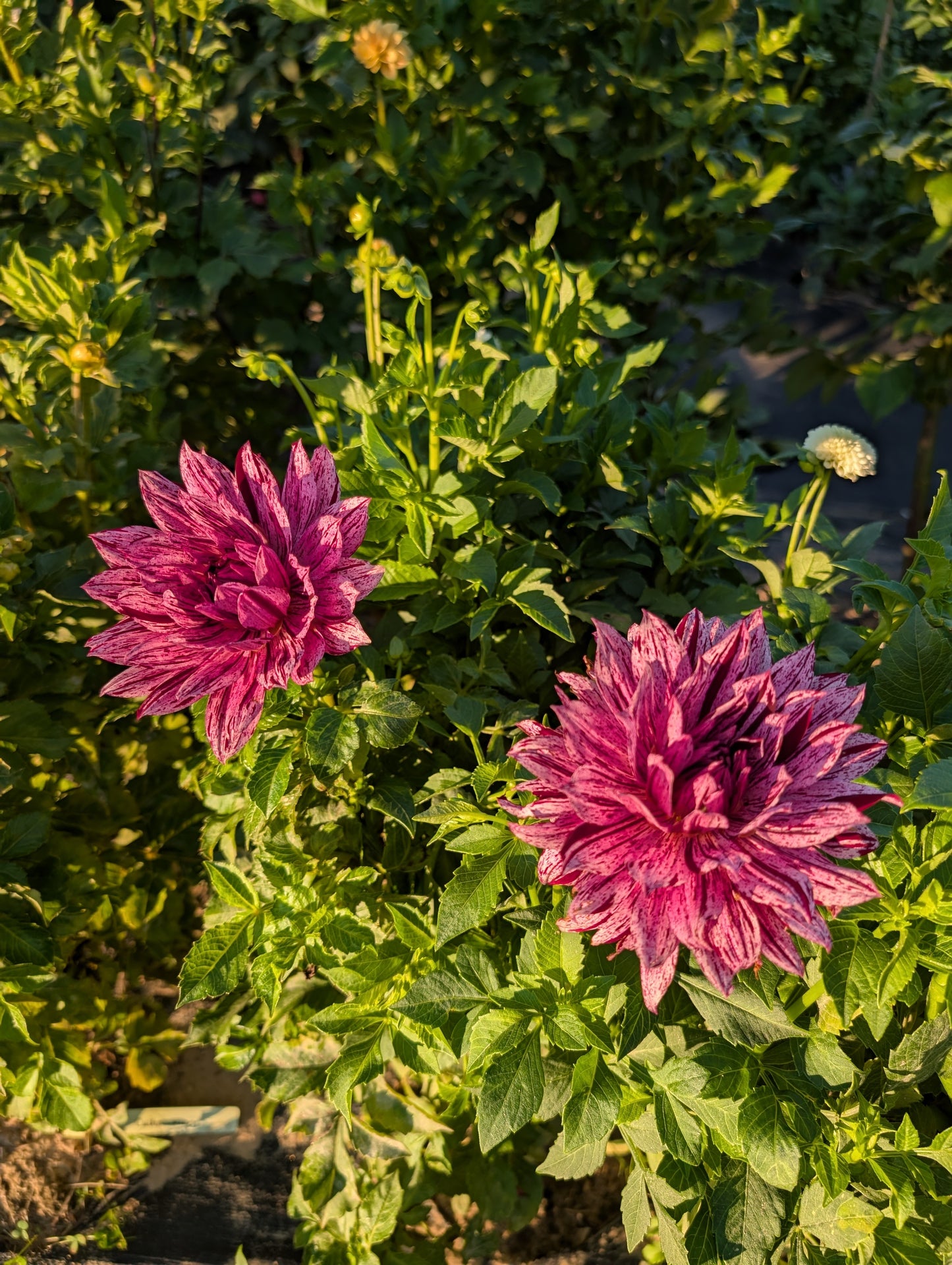 Two pink flowers in a garden setting with green leaves.