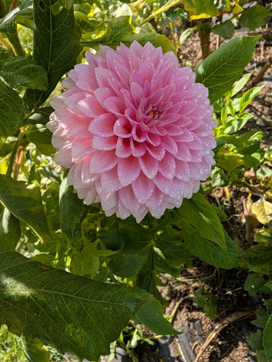 Pink flower with green leaves in a natural setting