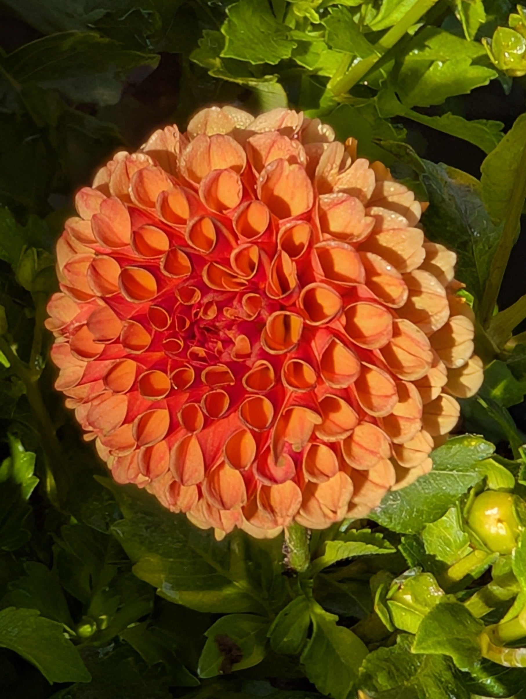 Close-up of a pink and orange flower with green leaves