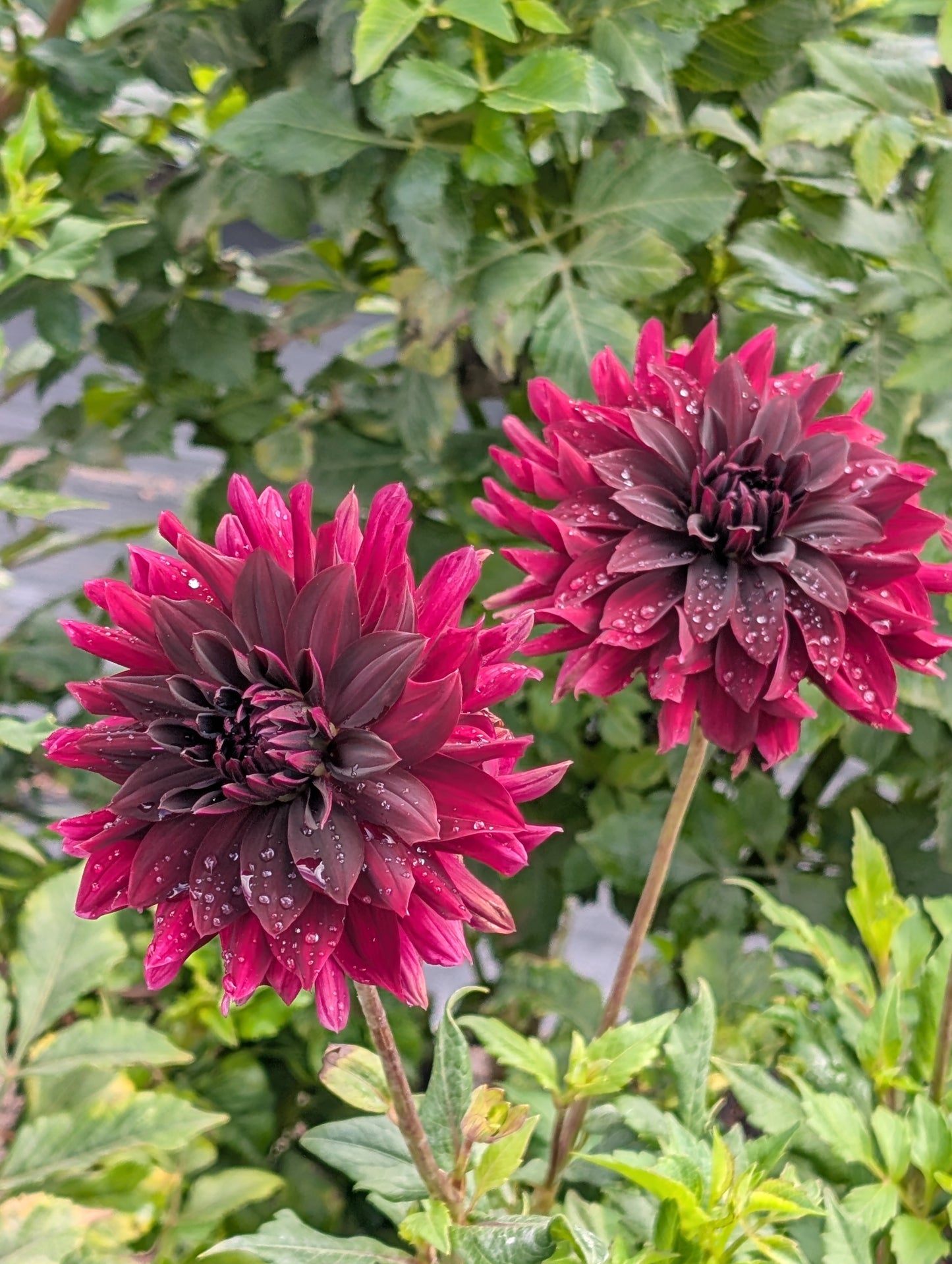 Rip City Dahlia Tuber – Informal Decorative Dark Red 4–6" Blooms