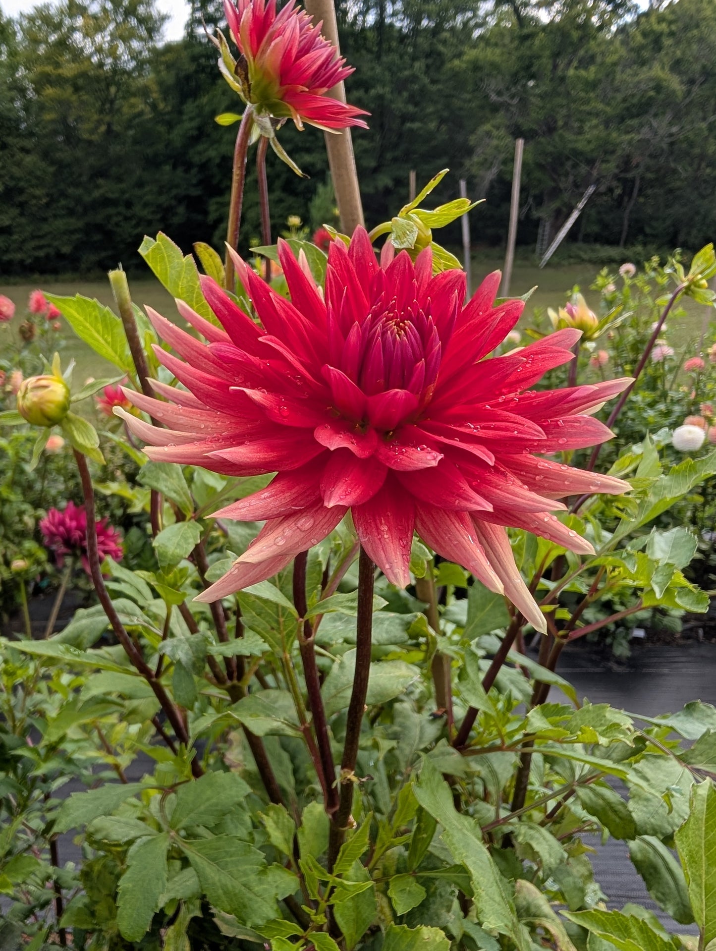 Enchantress Dahlia Tuber – Semi Cactus Dark Blend 5–6" Blooms