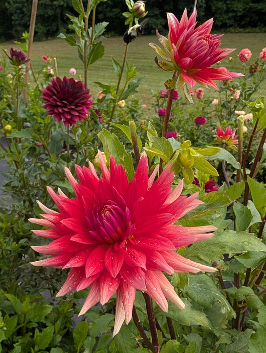 Enchantress Dahlia Tuber – Semi Cactus Dark Blend 5–6" Blooms