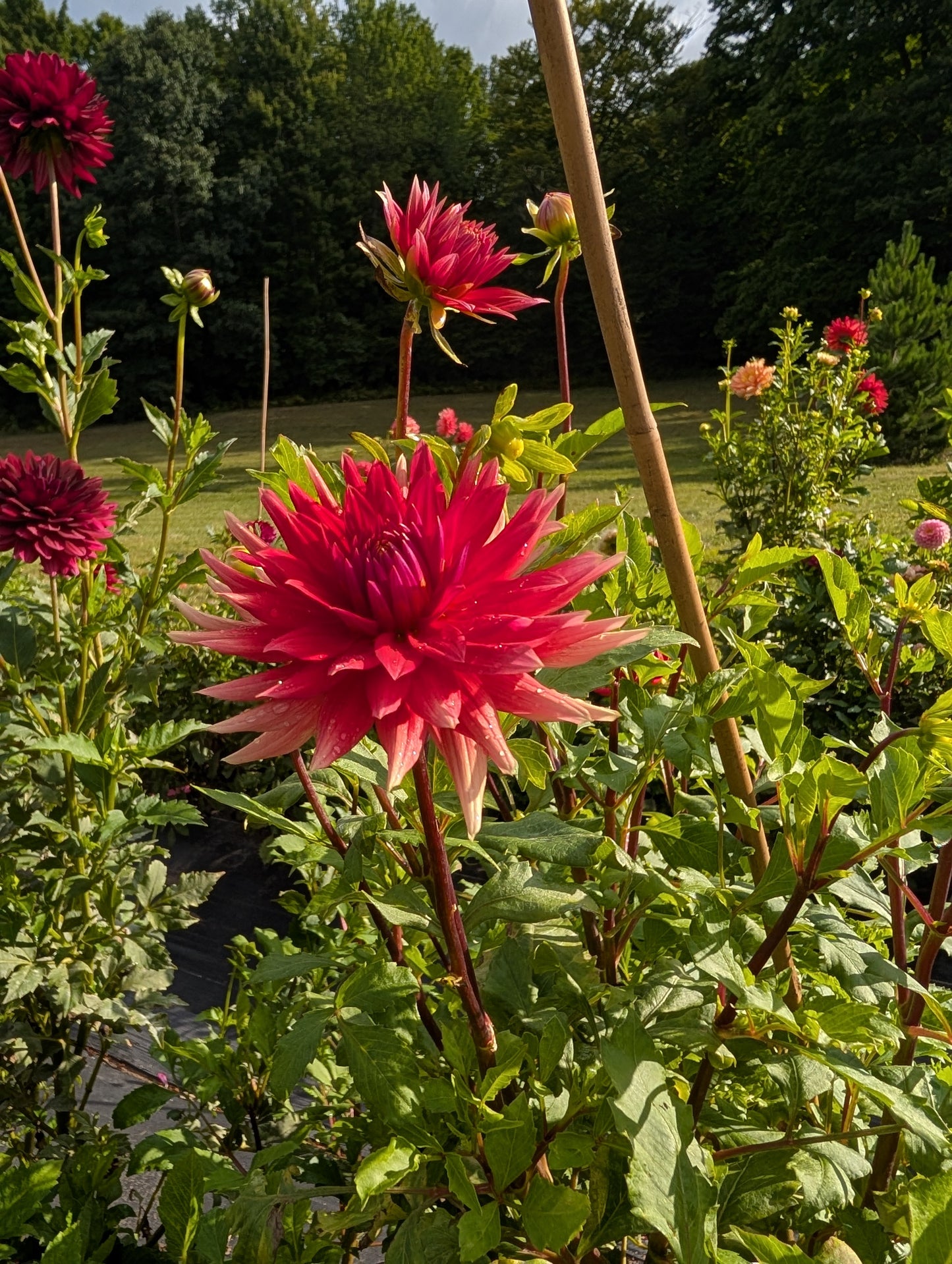 Enchantress Dahlia Tuber – Semi Cactus Dark Blend 5–6" Blooms