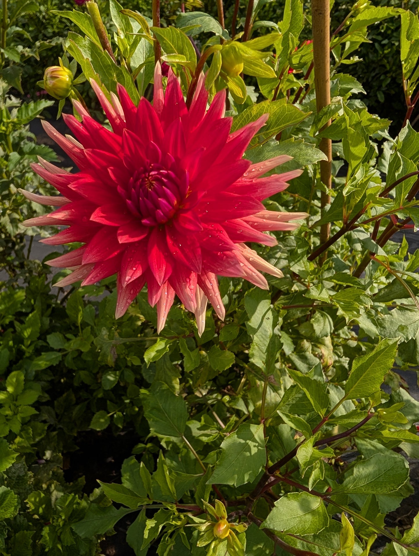 Enchantress Dahlia Tuber – Semi Cactus Dark Blend 5–6" Blooms