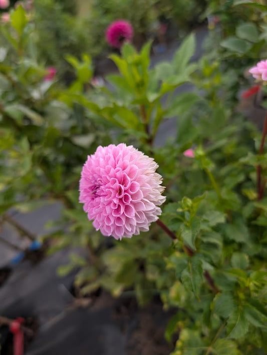 Betty Anne Dahlia Tuber – Pompon Pink 2.5–3" Blooms