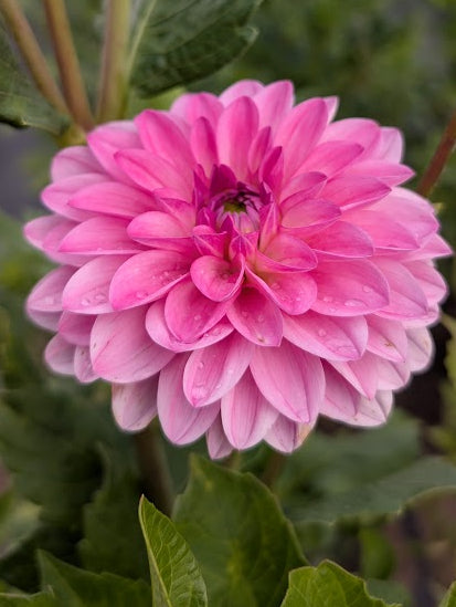 Pink flower with green leaves in a garden setting