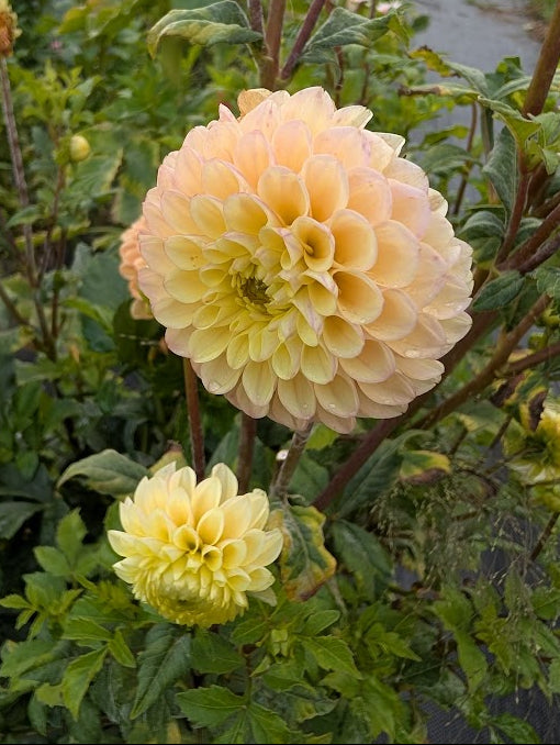 Large peach-colored flower with green leaves in a garden setting