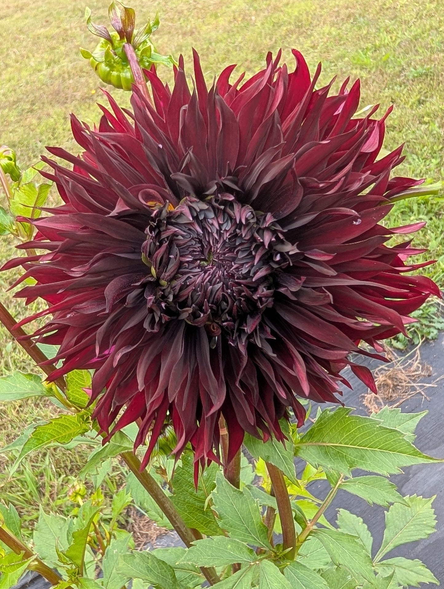 Dark purple flower with green leaves on a grassy background