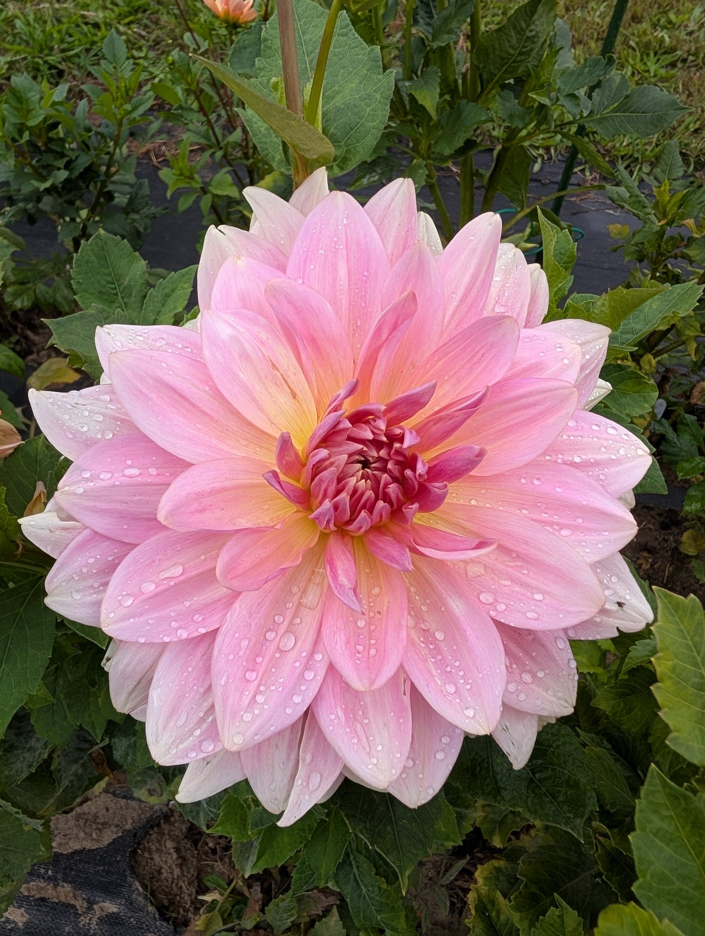 Fairway Pilot Dahlia Tuber Formal Decorative Light Blend 8–10" Blooms