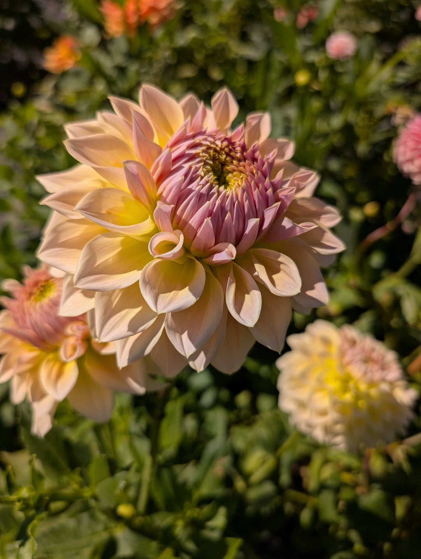 Westerton Lillian Dahlia Tuber – Informal Decorative Light Blend 8" Blooms