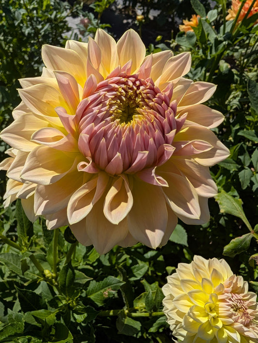 Westerton Lillian Dahlia Tuber – Informal Decorative Light Blend 8" Blooms