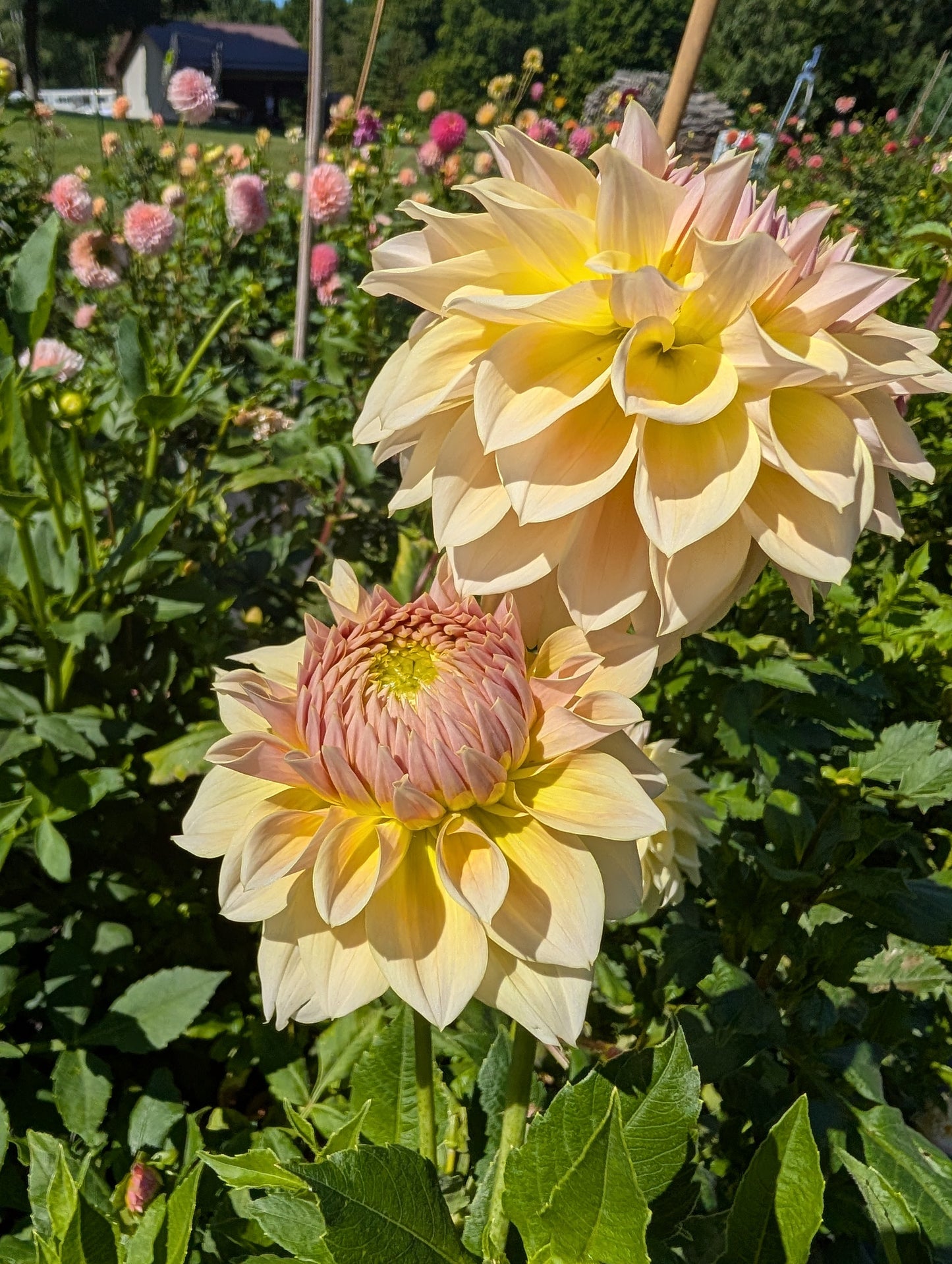 Westerton Lillian Dahlia Tuber – Informal Decorative Light Blend 8" Blooms