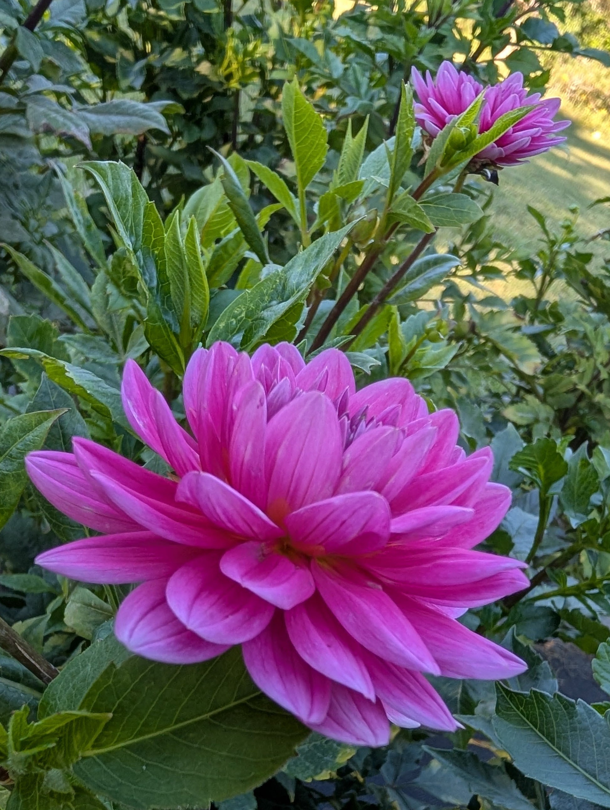 Pink flower with green leaves in a natural setting
