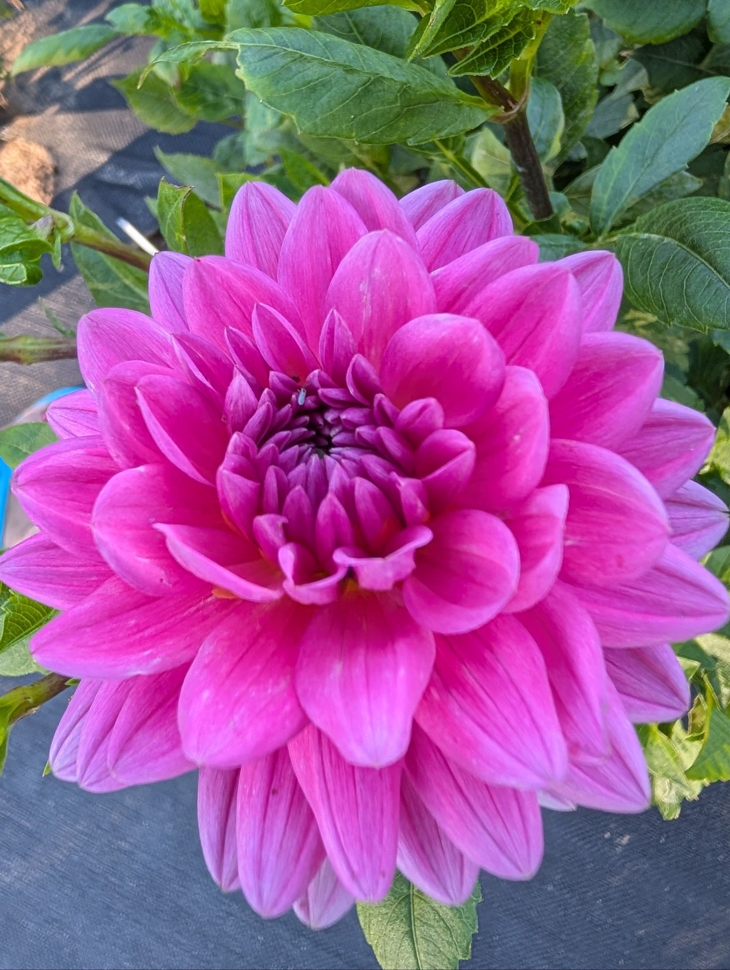 Hollyhill Sweet 16 Dahlia Tuber – Waterlily Bright Pink 4–5" Blooms
