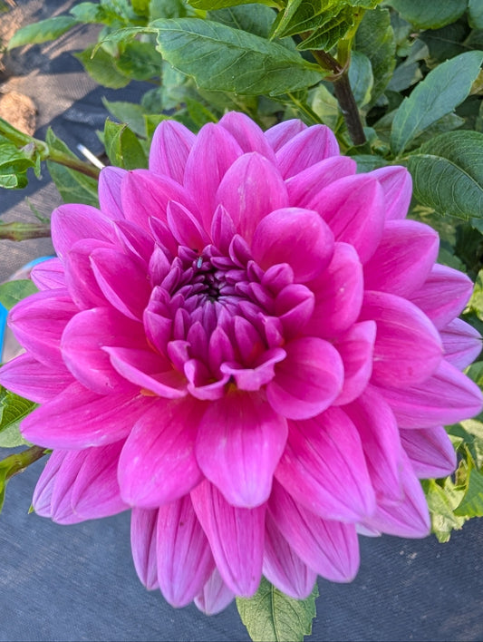 Hollyhill Sweet 16 Dahlia Tuber – Waterlily Bright Pink 4–5" Blooms