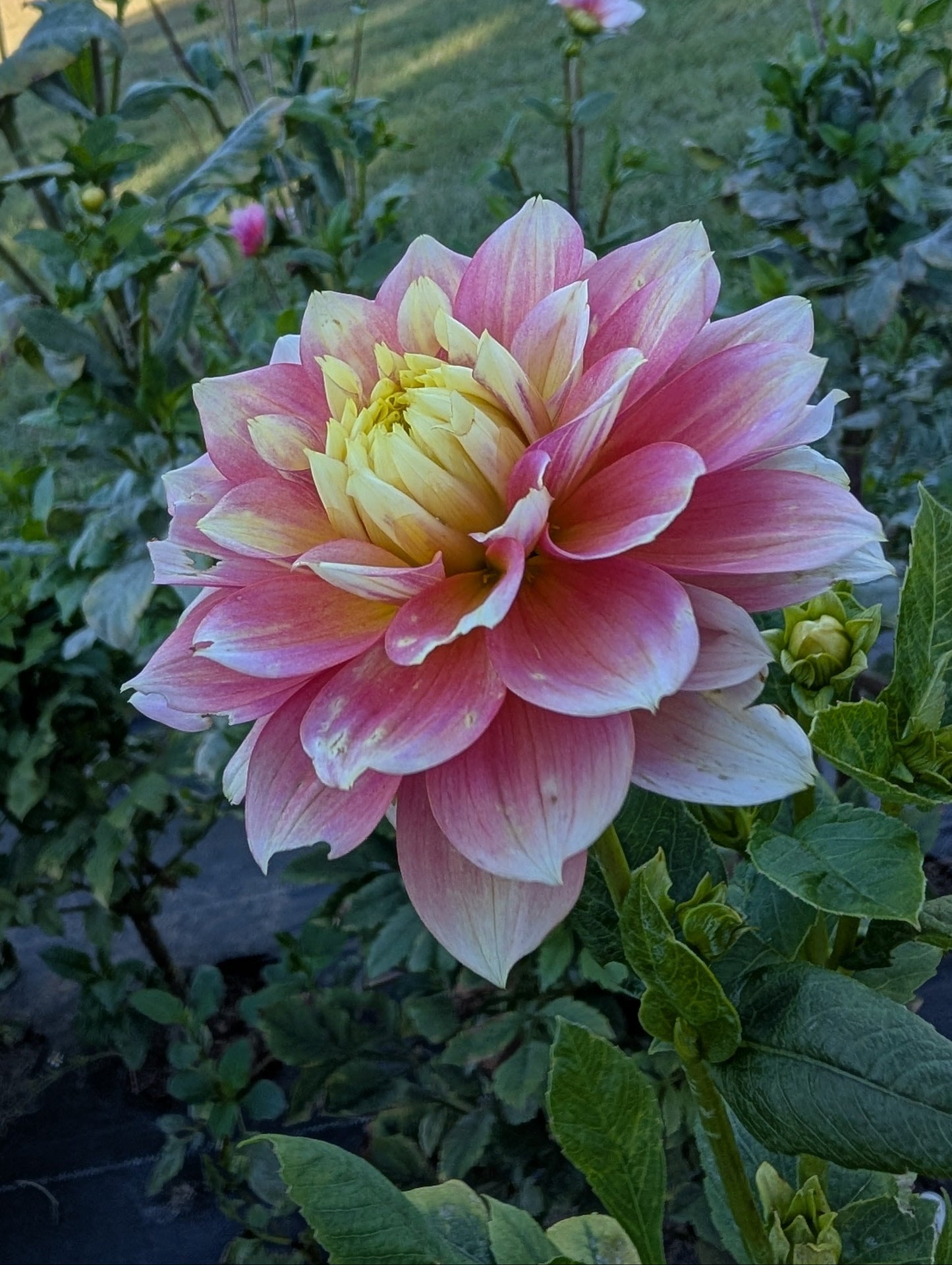 Pink and yellow flower with green leaves in a garden setting