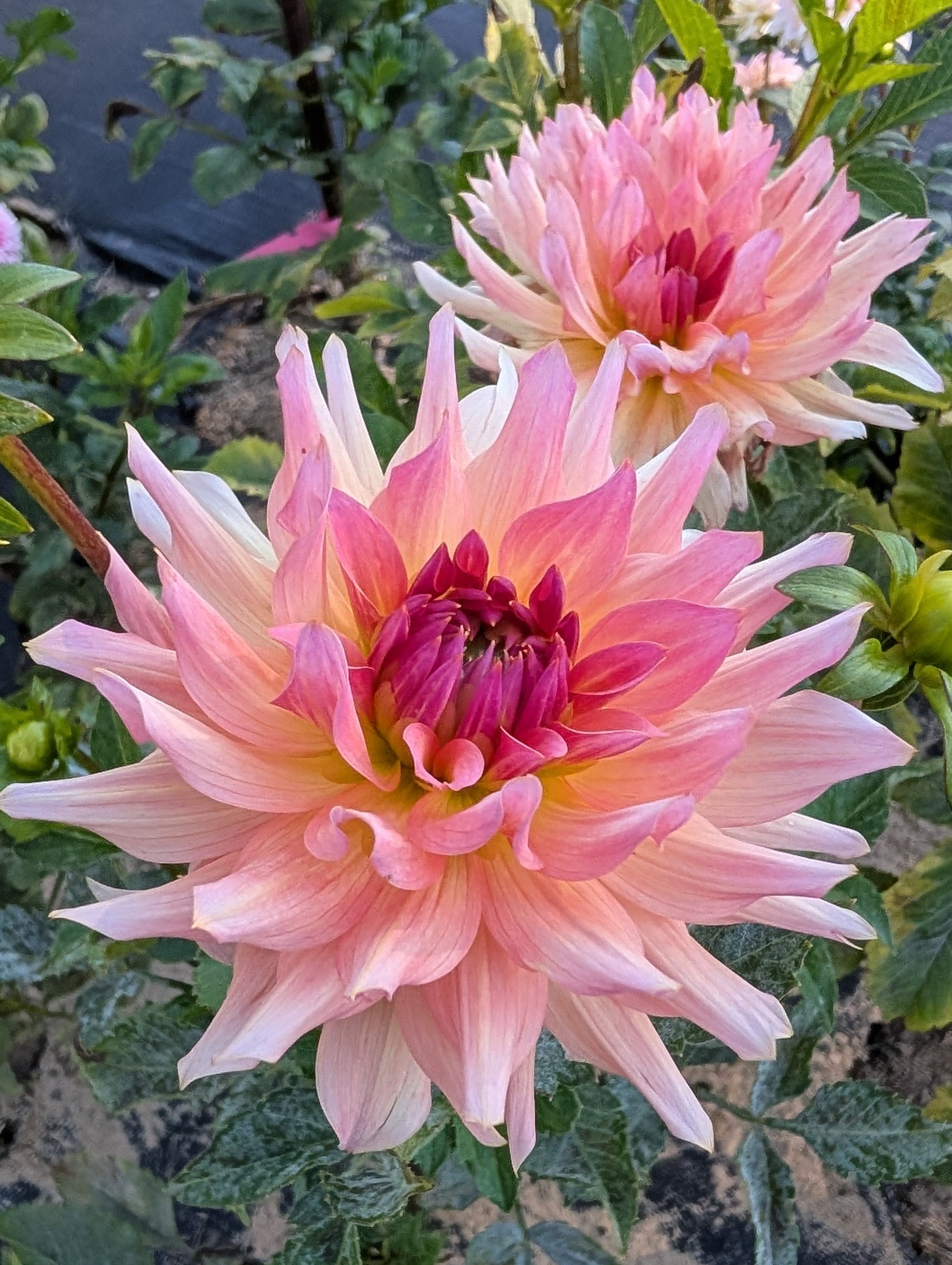 Two pink dahlias with green leaves in a garden setting