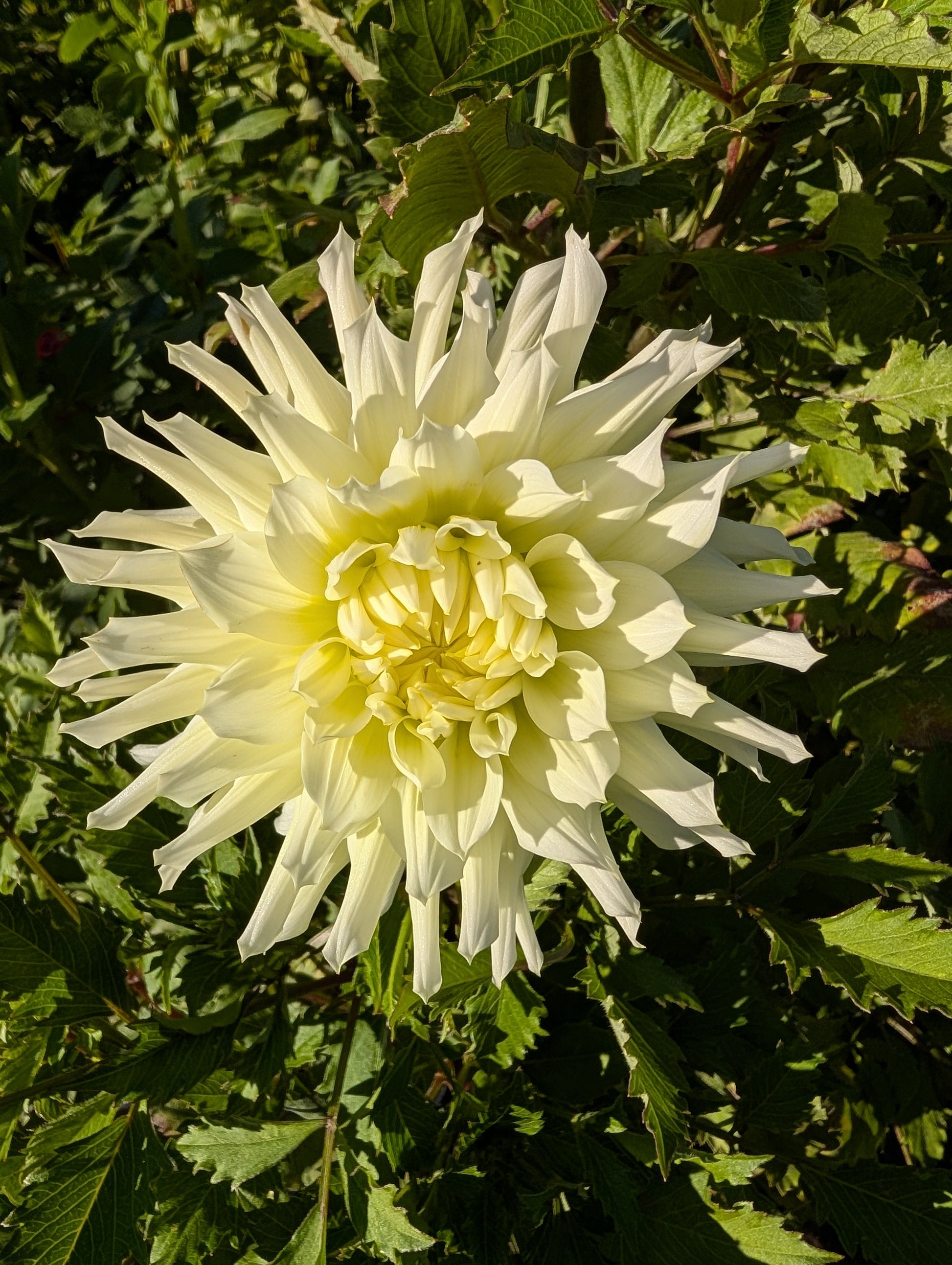 Large white flower with green leaves in the background