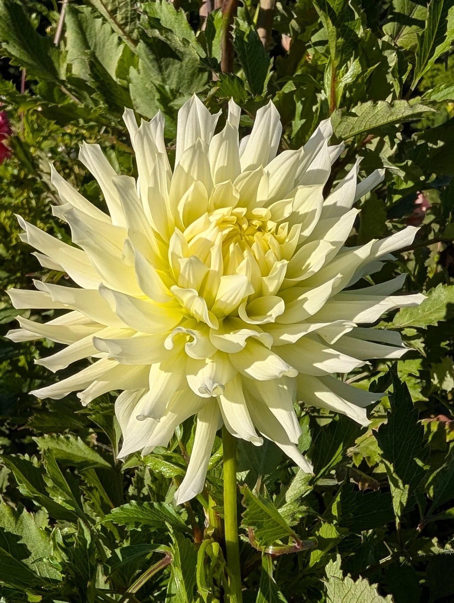 Large white flower with green leaves in a natural setting