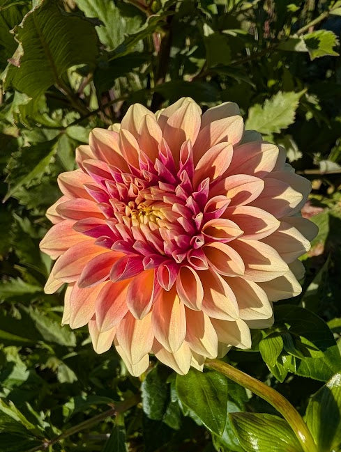 Pink dahlia flower with green leaves in the background