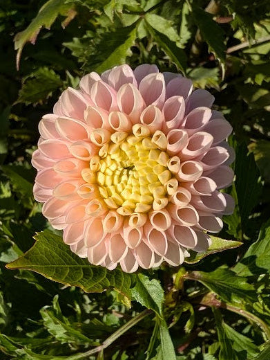 Pink and yellow flower with green leaves in the background