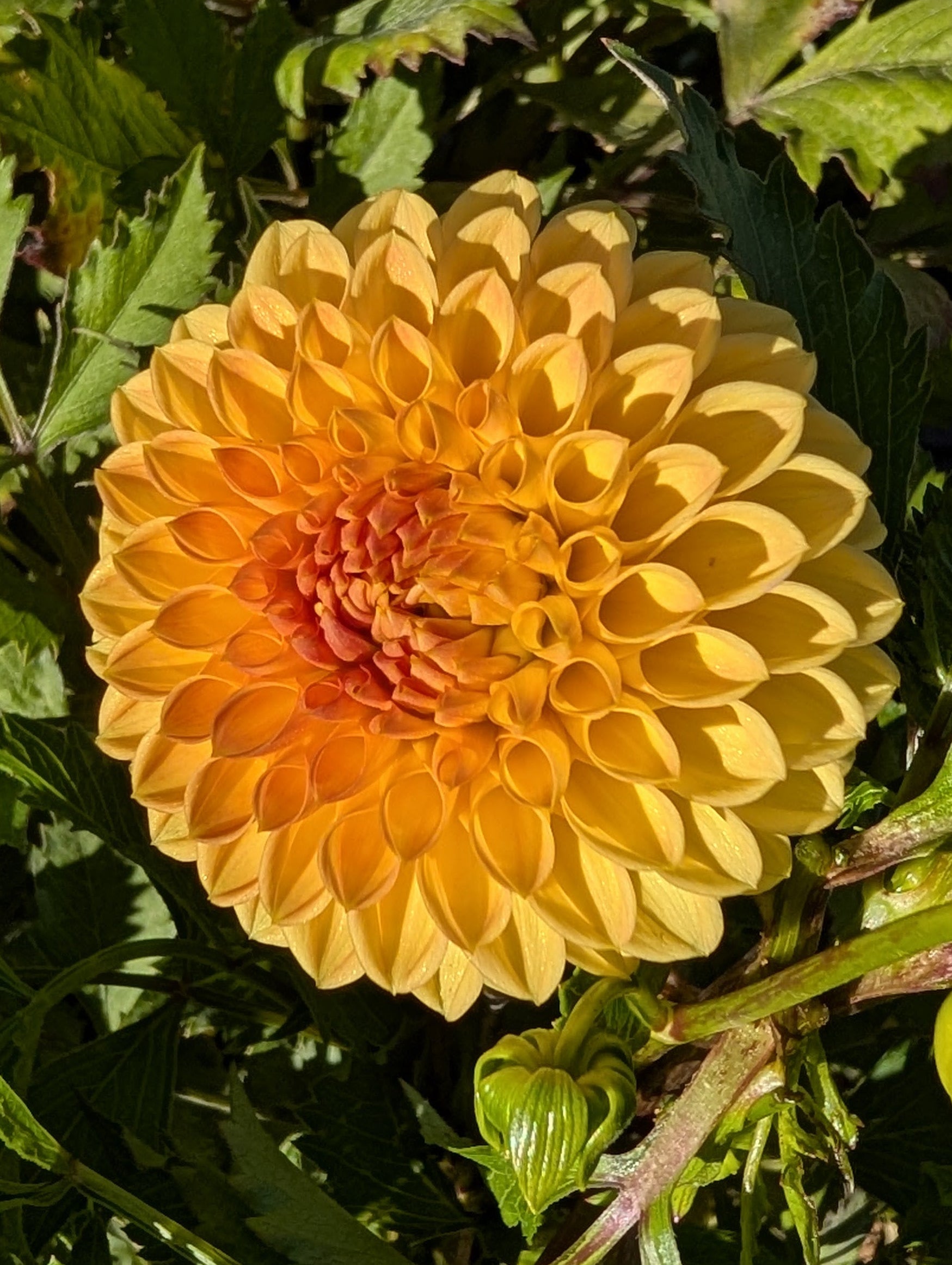 Yellow flower with green leaves in the background