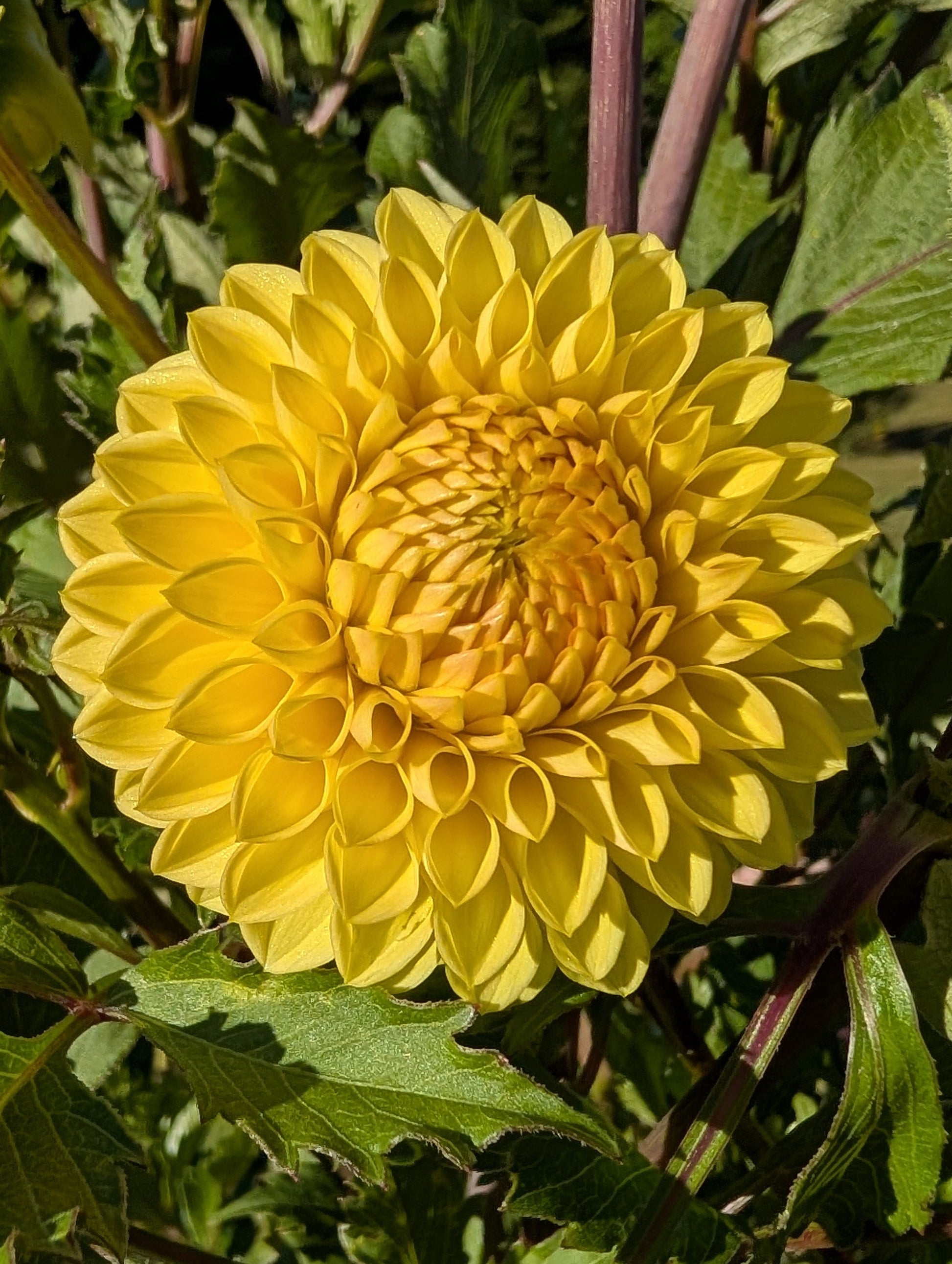 Yellow flower surrounded by green leaves