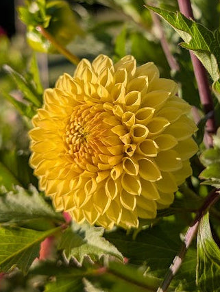 Yellow flower with green leaves in a garden setting