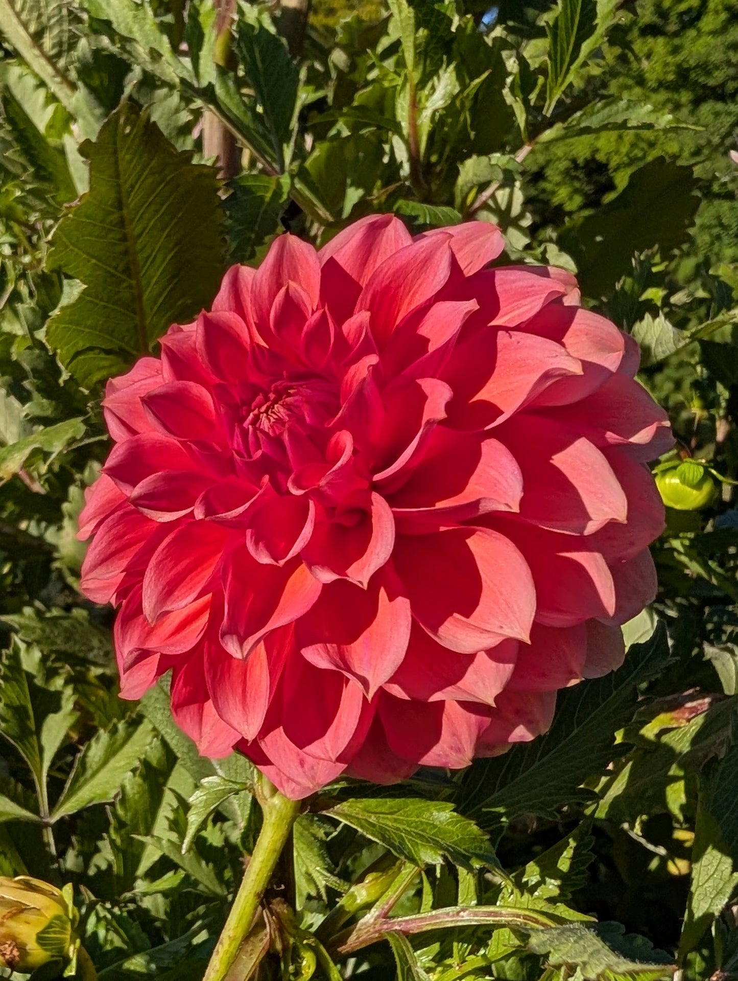 RM Pink Sugar Dahlia Tuber Miniature Formal Decorative Pink 4" Blooms