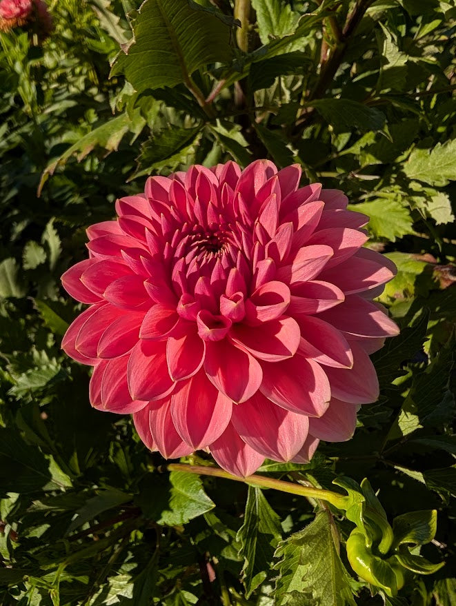 Askwith Minnie Dahlia Tuber – Dark Pink Formal Decorative 5-6" Blooms