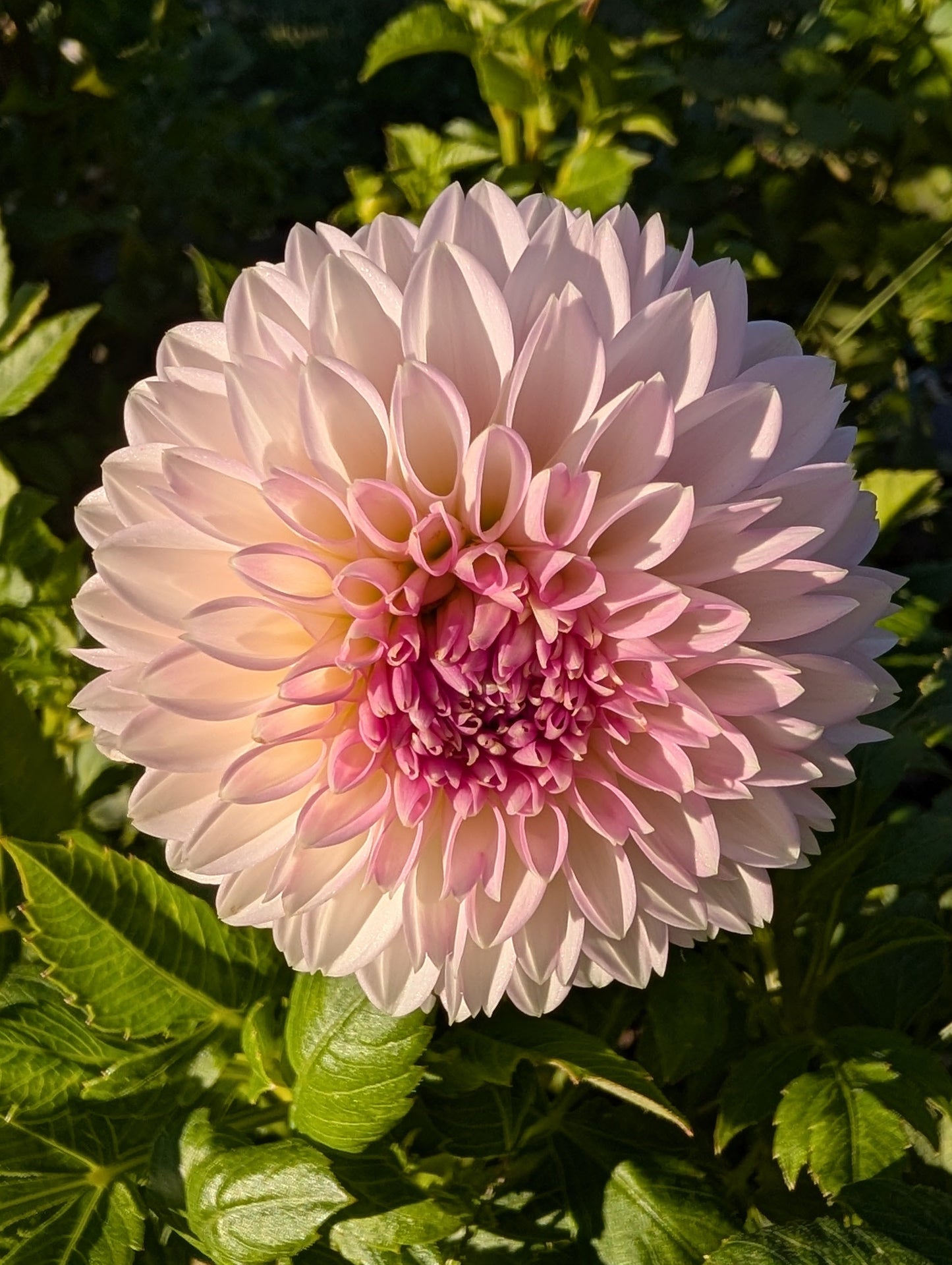 Pink flower with green leaves in a garden setting