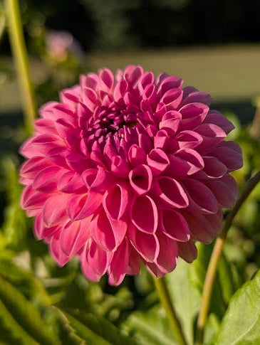 Pink flower with green leaves in a natural setting