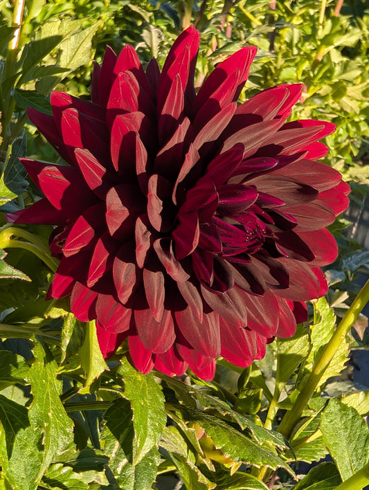Hollyhill Black Widow Dahlia Tuber – Waterlily Dark Red Blend 5–7" Blooms