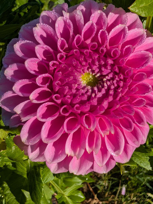 Skipley Road Jan Dahlia Tuber – Formal Decorative, Lavender, 4–5" Blooms