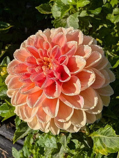 Peach-colored dahlia flower with green leaves in the background