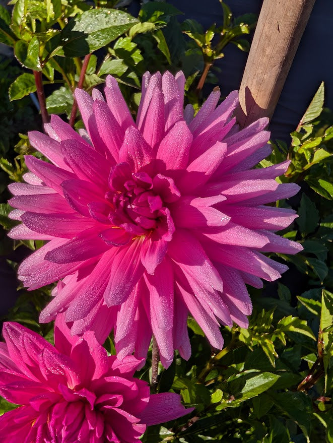 Bloomquist Laura Dahlia Tuber – Purple Informal Decorative, 5" Blooms