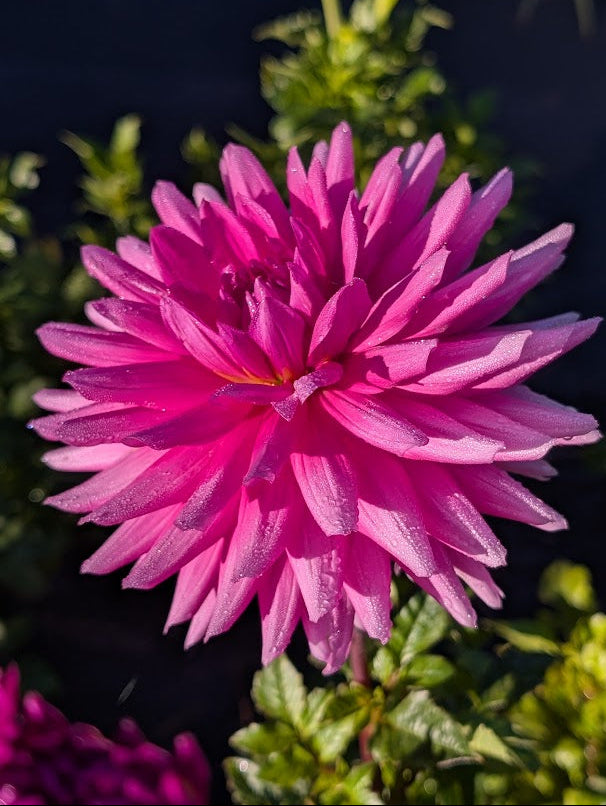 Close-up of a bright pink flower with green leaves in the background