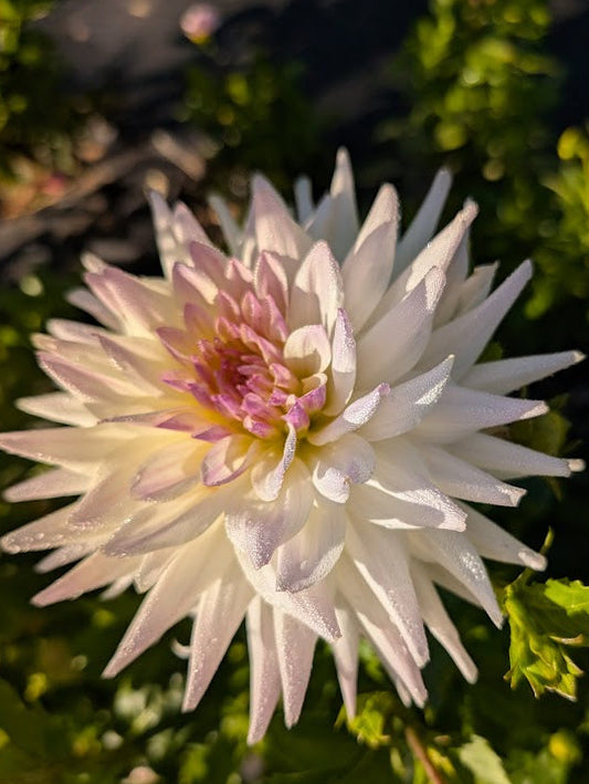 White flower with pink center on a green leafy background
