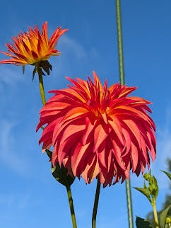 Red flowers with green leaves against a blue sky and trees in the background