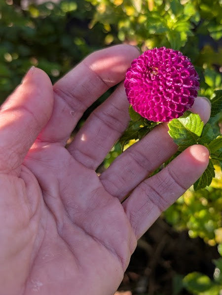 Hand holding a purple flower with green leaves in a garden setting