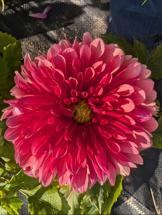Close-up of a bright pink flower with green leaves in the background