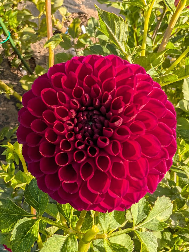 Jessie G Dahlia Tuber – Ball Purple 4" Blooms