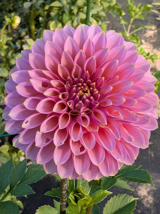 Pink flower with green leaves in a garden setting