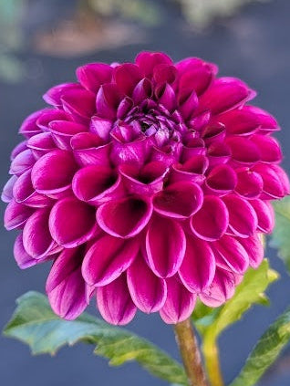 Close-up of a vibrant pink flower with green leaves against a blurred natural background