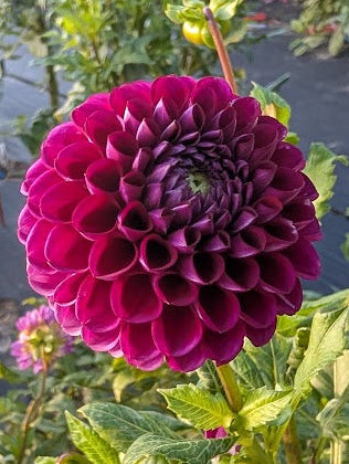 Purple flower with green leaves in a garden setting