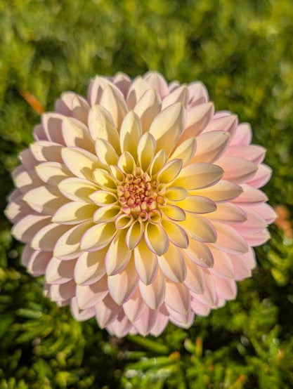 Pink flower with green foliage in the background